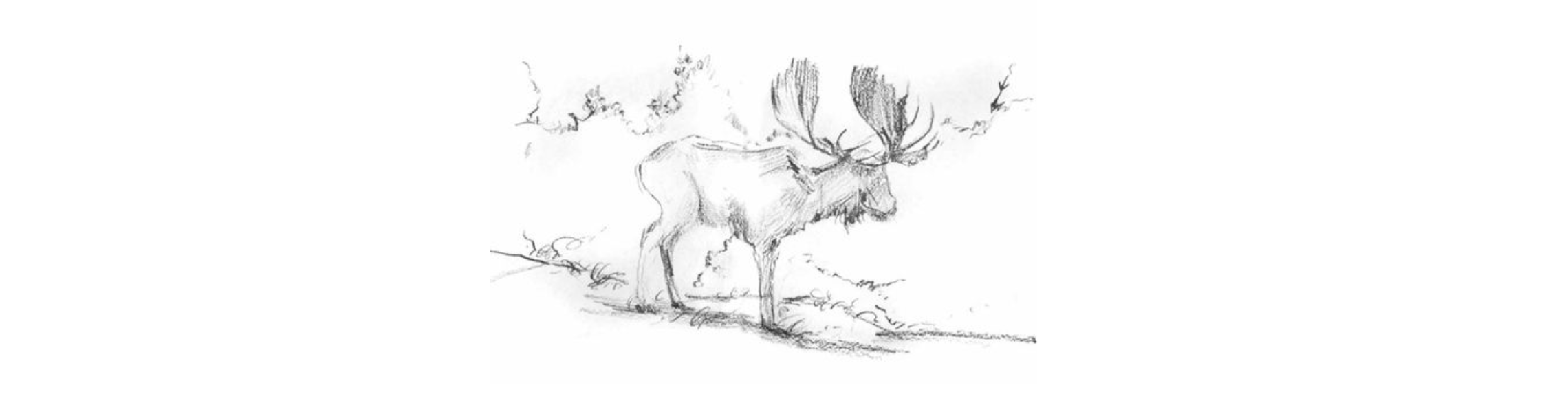 Drawing of a Moose